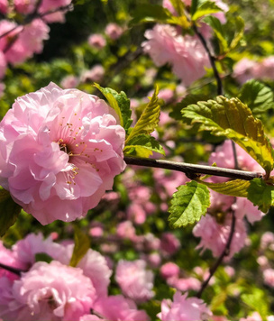 Красивые кустарники, цветущие весной: какой выбрать для своего сада?