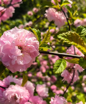 Красивые кустарники, цветущие весной: какой выбрать для своего сада?