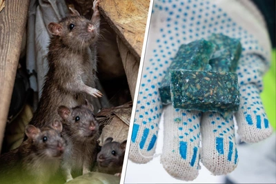 В Архангельске раскидают яд для борьбы с крысами