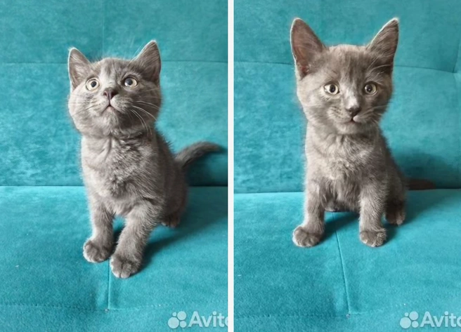 Этот котенок может стать вашим другом | Источник: avito.ru