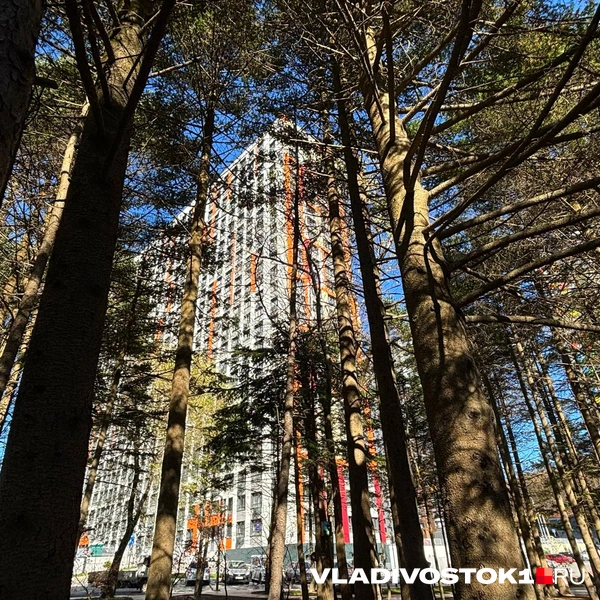 Источник: Елена Буйвол / VLADIVOSTOK1.RU