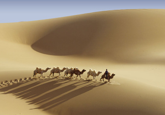 Сухой закон: как верблюды выживают в экстремальных условиях