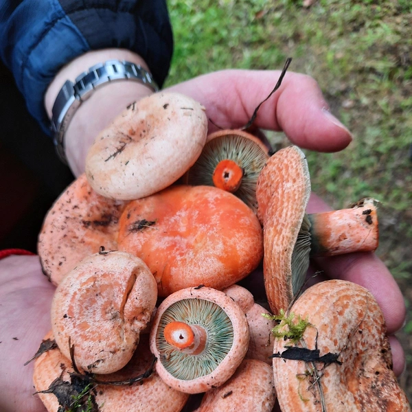 Источник: «Уральский ЯжеГрибник» / Vk.com