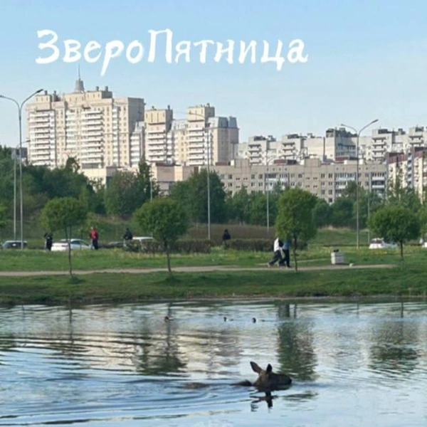 Испуганный и травмированный лось на севере Петербурга спрятался в воде  | www.fontanka.ru