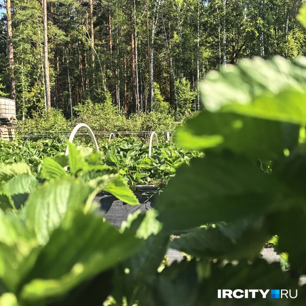 Клубнику в какой-то момент Наталья начала выращивать на продажу | Источник: Алёна Кашпарова / «ИрСити»