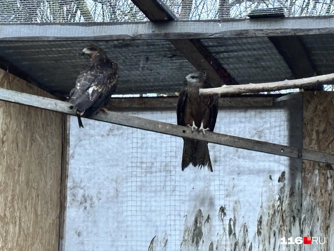 Еще два коршуна, которые содержатся у Елизаветы | Источник: Ильгиз Шарифзянов / 116.RU
