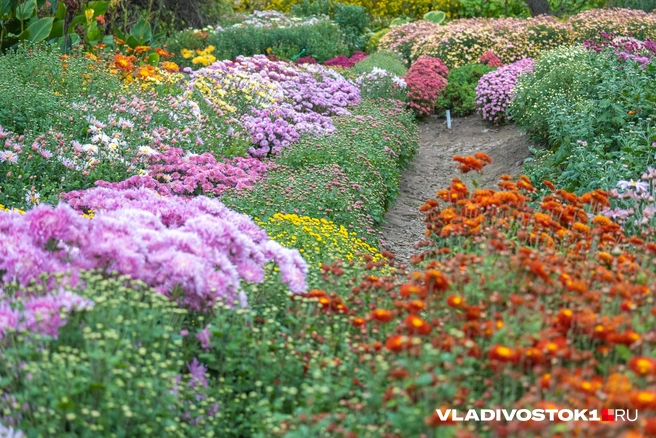 Источник: Елена Буйвол / VLADIVOSTOK1.RU