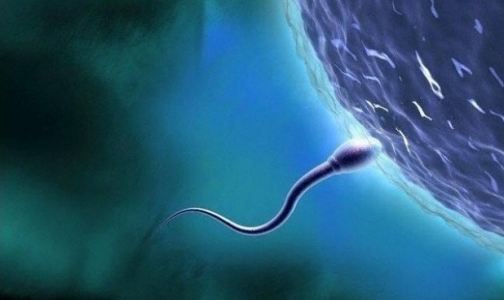 Утверждены стандарты ЭКО: Минздрав предложил анестезию сперматозоидам, яйцеклеткам и эмбрионам