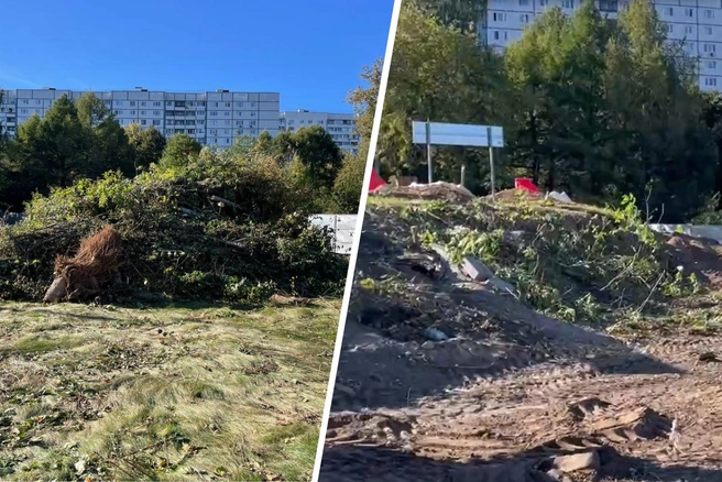 Спиливают деревья в Москворецком парке в Строгино | Источник: Александр Куприянов / Telegram