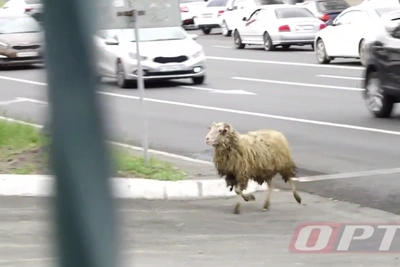 Жертвенный баран сбежал с центральной мечети в Оренбурге