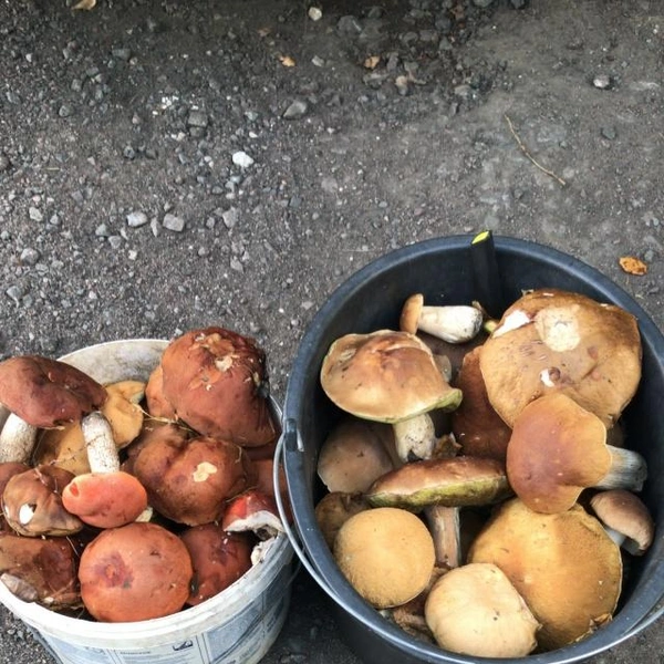 Источник: Рома Асадов / Грибы в Подмосковье 2025 / VK.com