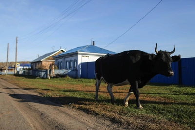 В Башкирии продают ферму со всем имуществом