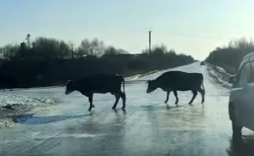 Коровы неловко переходят обледеневшую дорогу (видео)