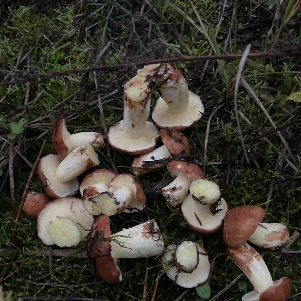 Источник: Грибы и Грибники Подмосковья / vk.com