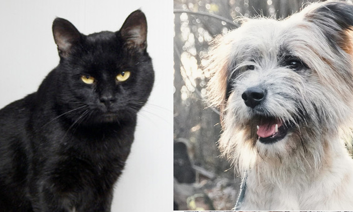 Фото №1 - Котопёс недели: кот Фредди и пёс Мартин