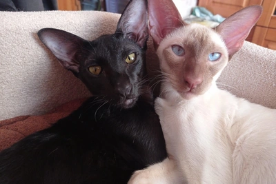 День кошек: фото пушистых любимцев от читателей