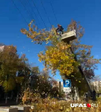 Многие спилили | Источник: читатель UFA1.RU