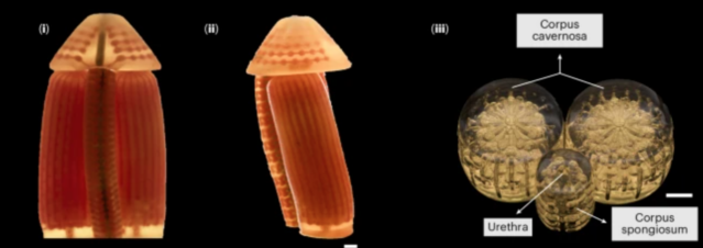Изображения полной биомиметической модели пениса | Источник: Nature Biomedical Engineering