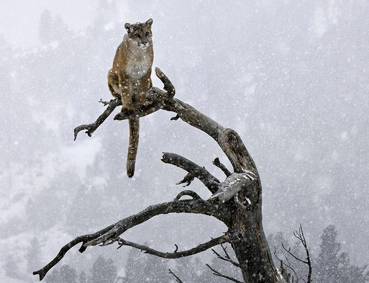 20 смешных фотографий, которые доказывают, что большие кошки — это просто кошки