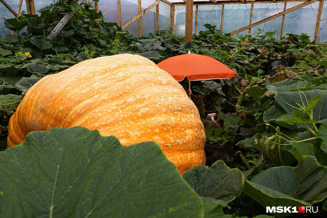 Источник: Артем Устюжанин / MSK1.RU