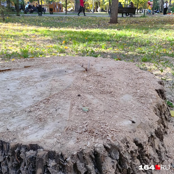 Источник: Сергей Гендин / 164.RU