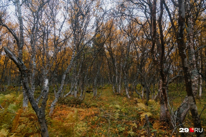 Источник: Иван Митюшёв