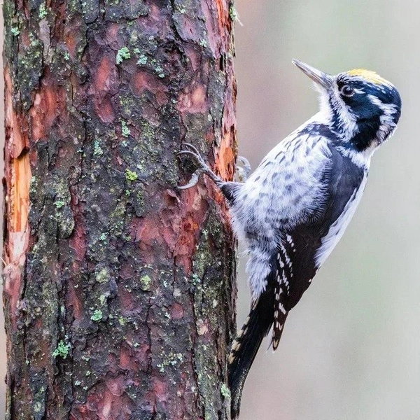 Источник: Алёна Бобрович / Павел Глазков / Каждой твари по паре