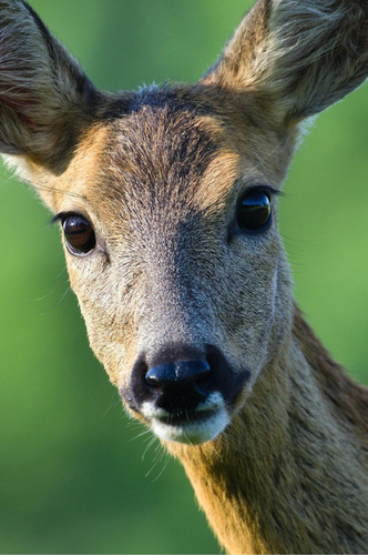 Корейская система типажей animal face: определите свое животное, а мы подберем вам стиль