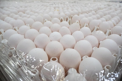 Крах старейшей птицефабрики Дона