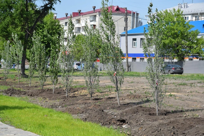Возле реки Битевка появились пирамидальные тополя | Источник: Пресс-служба администрации города Кургана