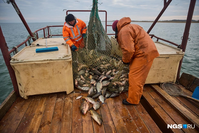 Пойманная утром рыба окажется в морозилке еще до вечера, а потом поедет в Новосибирск — на переработку или продажу | Источник: Александр Ощепков / NGS.RU