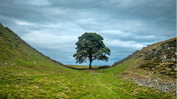 Росло сотни лет, погибло по глупости: в Британии спилили «дерево Робин Гуда»
