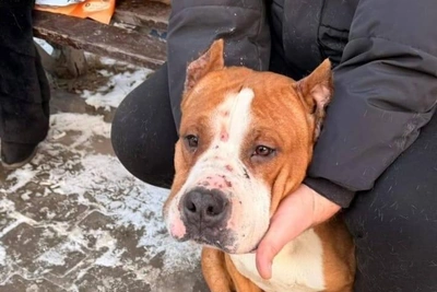 Зоозащитники Волгограда обвинили хозяина в мучении собаки