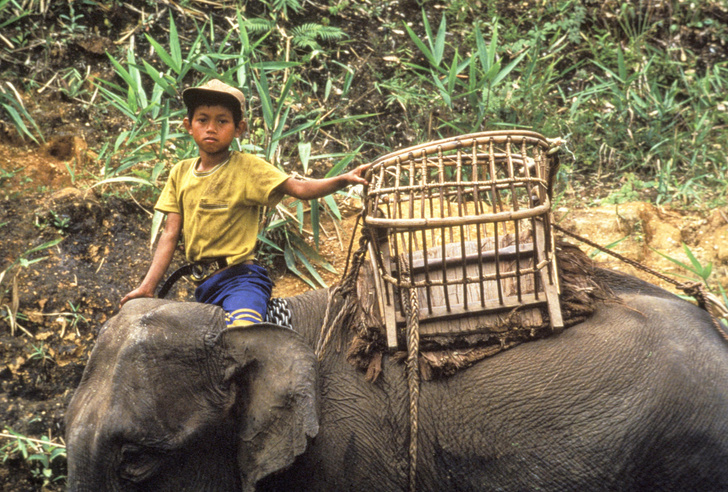 Пенсия слонам, а детям — перец: 5 удивительных фактов о жизни в Таиланде