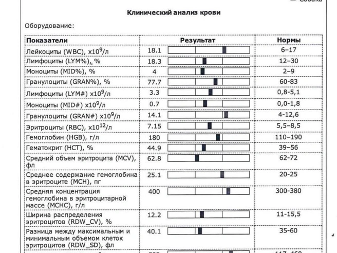 По данным ветеринарной клиники, собака к ним поступила в пятом часу утра. У Тайсона были отклонения от нормы по ряду показателей | Источник: предоставлено ветклиникой «Клевер»