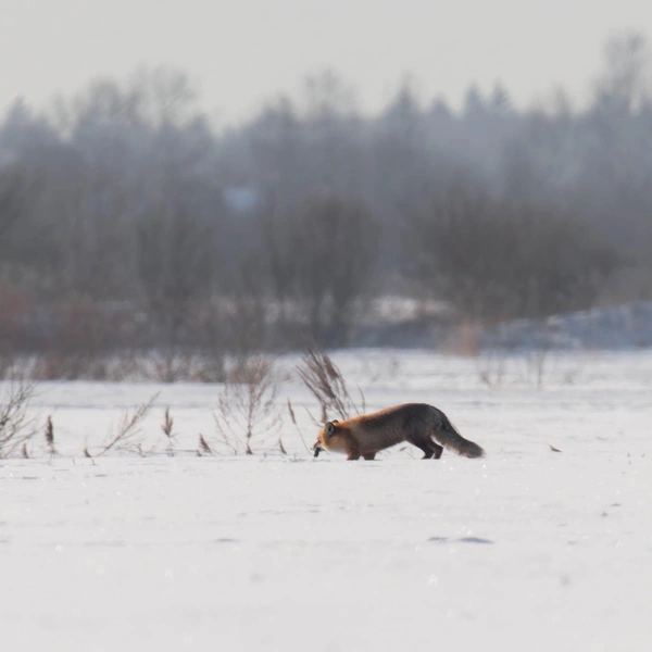 Источник:  Антон Кубышкин / «Грибы и Грибники СПб» 