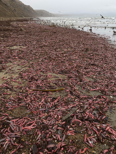 В Калифорнии на берег выбросило тысячи пульсирующих морских червей (фото и видео)