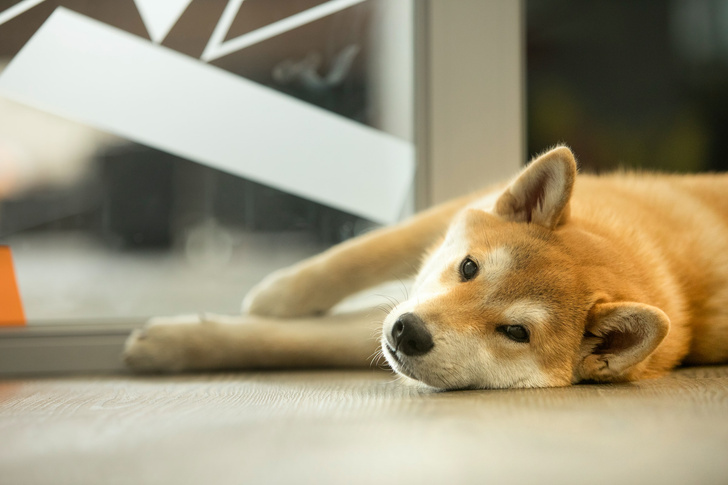 Собачье дело: какие породы собак не стоит держать в квартире (а какие можно)