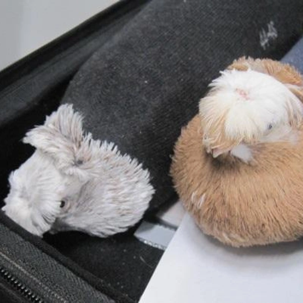 Источник:  Северо-Западное таможенное управление