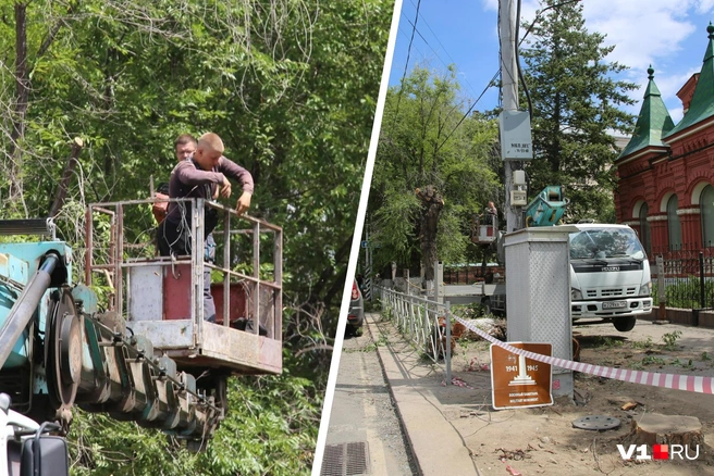 В центре города сейчас вовсю кипят работы по вырубке еще дающих тень деревьев | Источник: Константин Завриков / V1.RU