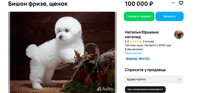 Могут прожить до 17 лет | Источник: Авито