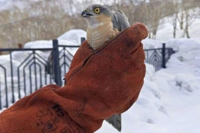 Хищная птица залетела в подъезд дома на Камчатке