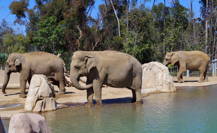 Слоны спасли своего детеныша из бассейна: посмотрите вирусное видео из Сеула
