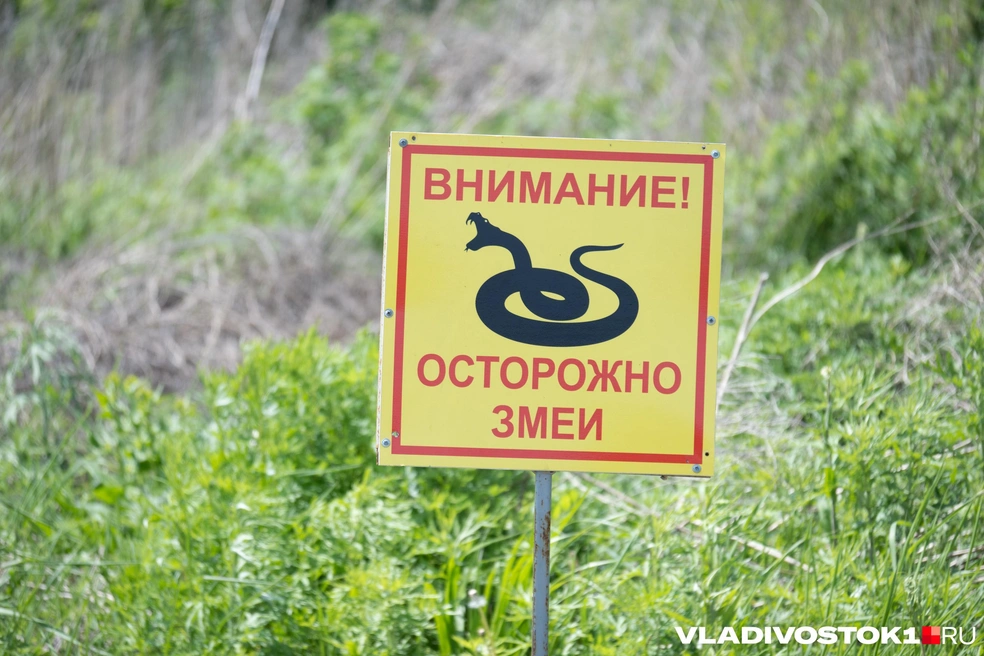 Встреча со змеей нередко заканчивается госпитализацией | Источник: Елена Буйвол / VLADIVOSTOK1.RU