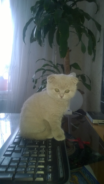 Четвероногие затейники: самые забавные котики Омска