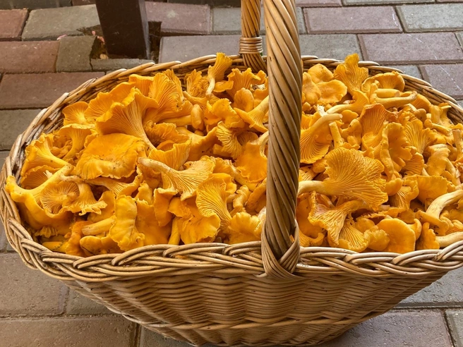 Источник: Алексей Галкин / Грибы в Подмосковье 2025 / VK.com