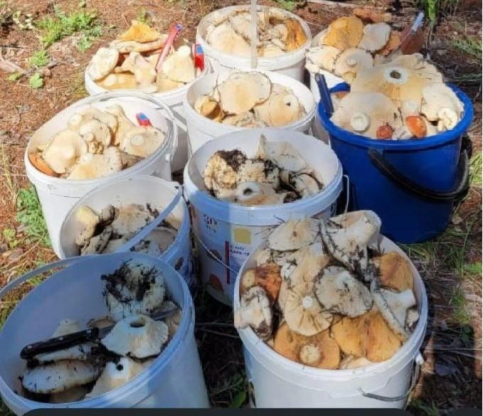 Груздей в лесу нынче много | Источник: читатель «Чита.Ру»