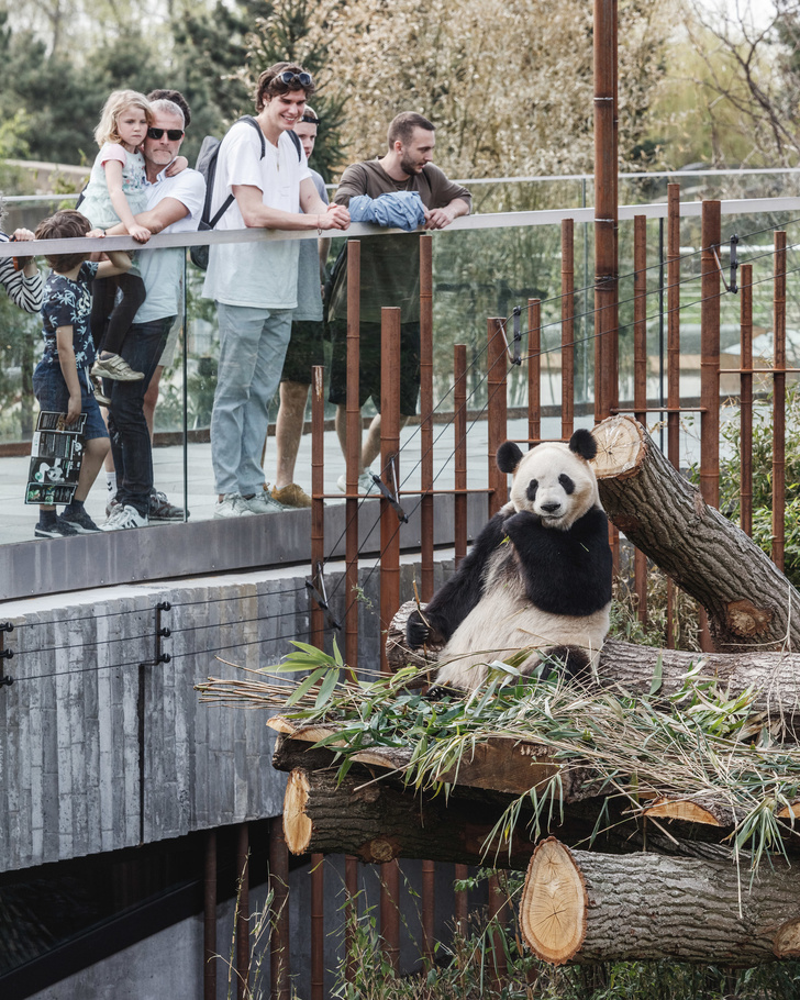 В зоопарке Копенгагена построили дом для панд (фото 10)