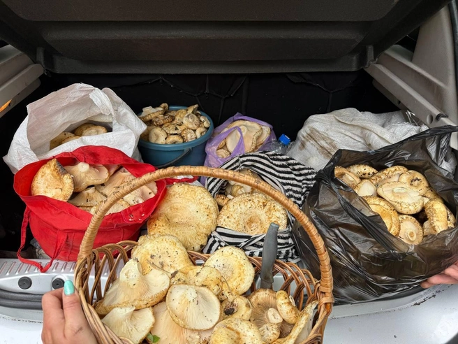 Есть версия, что название растущего сразу большими группами груздя произошло от старославянского слова «груда» | Источник: читатель 63.RU