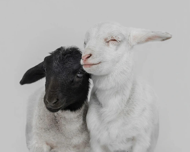 Финалист в номинации «Портрет» | Источник: Jennifer Chassagnol / Pet Photography Awards 2026